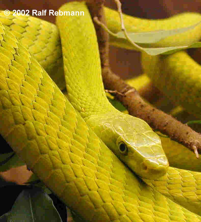 Dendroaspis angusticeps Bild01